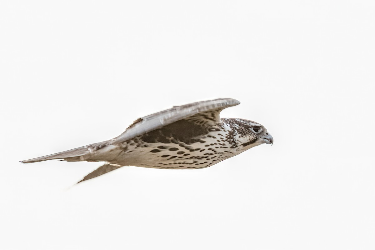 Prairie Falcon - Bob Bowhay