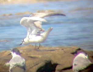 White-winged Tern - ML276963251