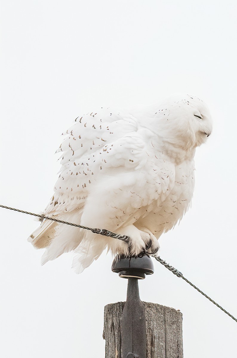 Snowy Owl - ML276964111