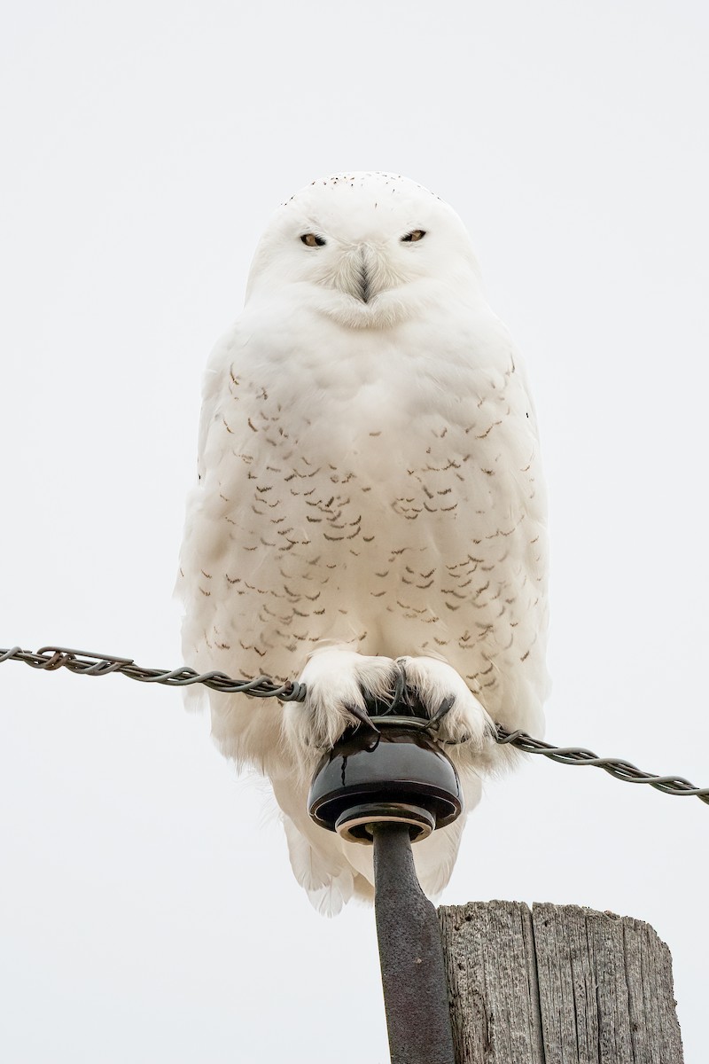 Snowy Owl - ML276964131