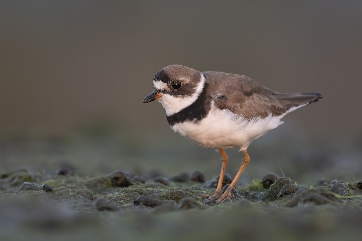 Semipalmated Plover - ML276964911