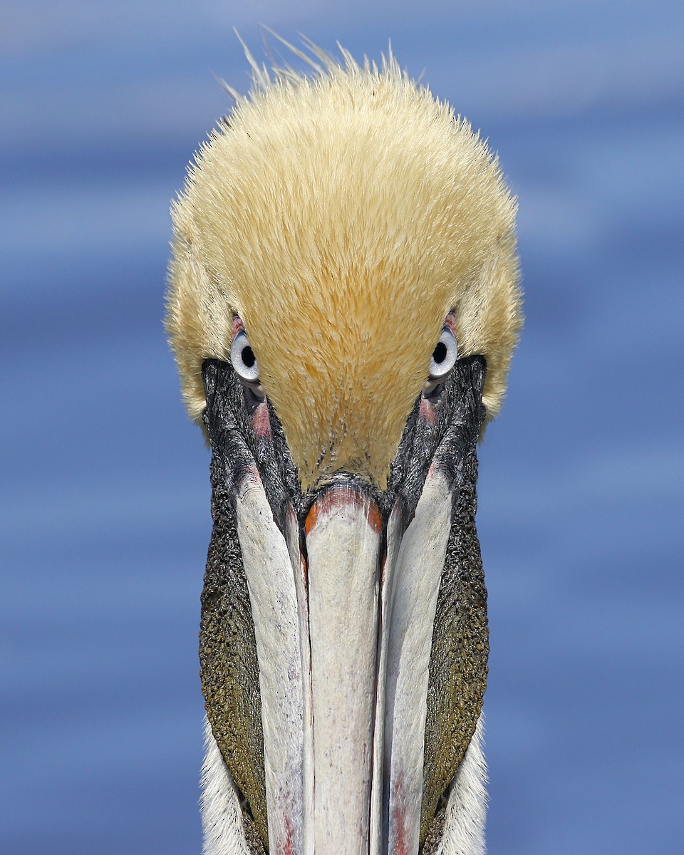 Бурый пеликан (carolinensis) - ML276965181
