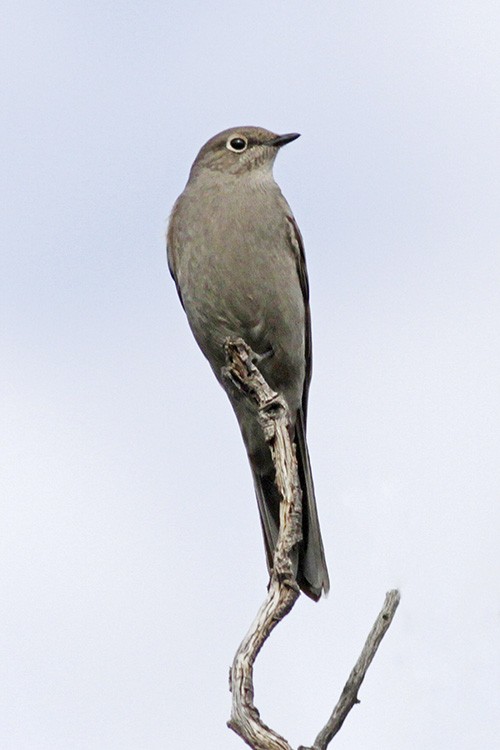 Townsend's Solitaire - Roger Windemuth