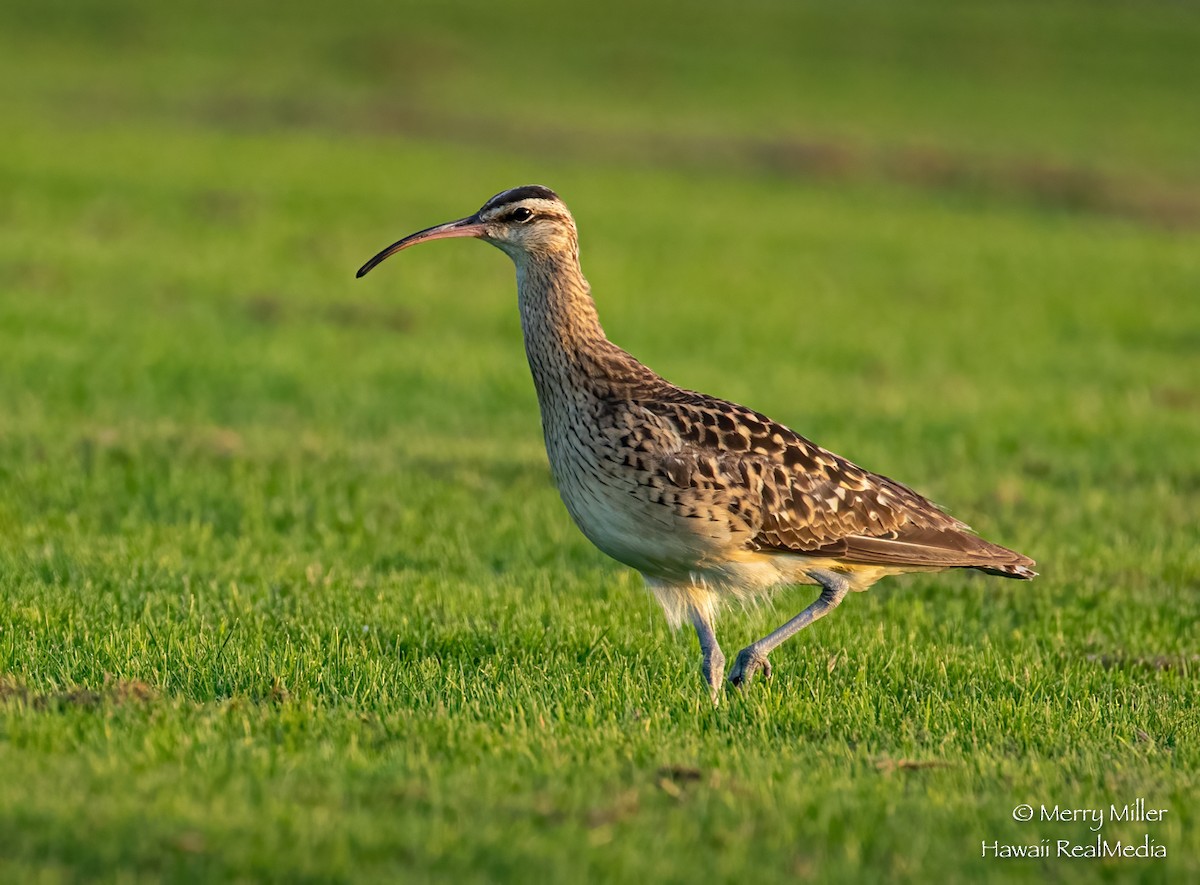 Bristle-thighed Curlew - ML276970001