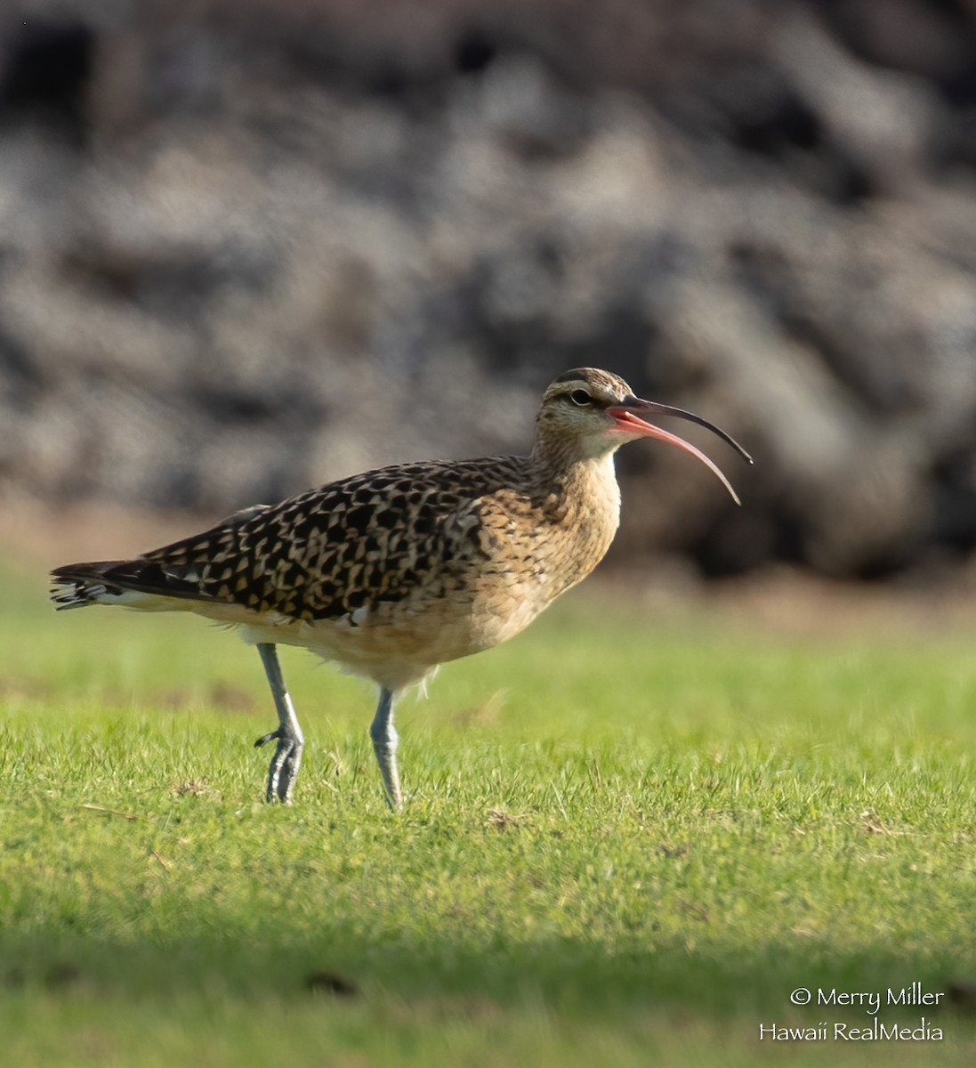 Bristle-thighed Curlew - Merry Miller