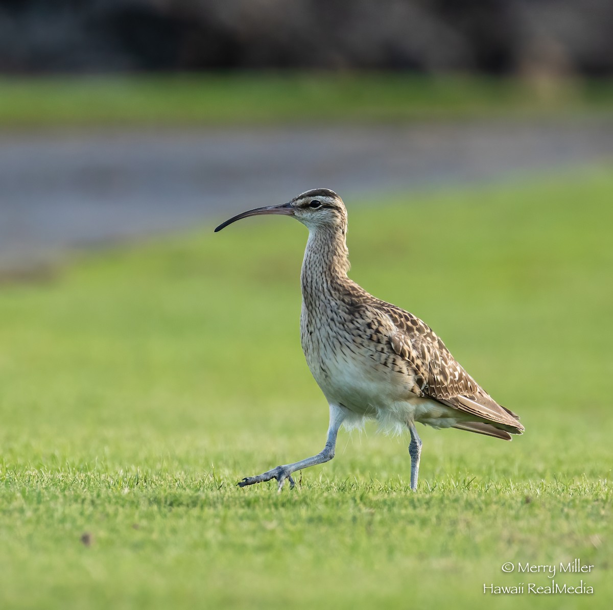 Bristle-thighed Curlew - ML276970291
