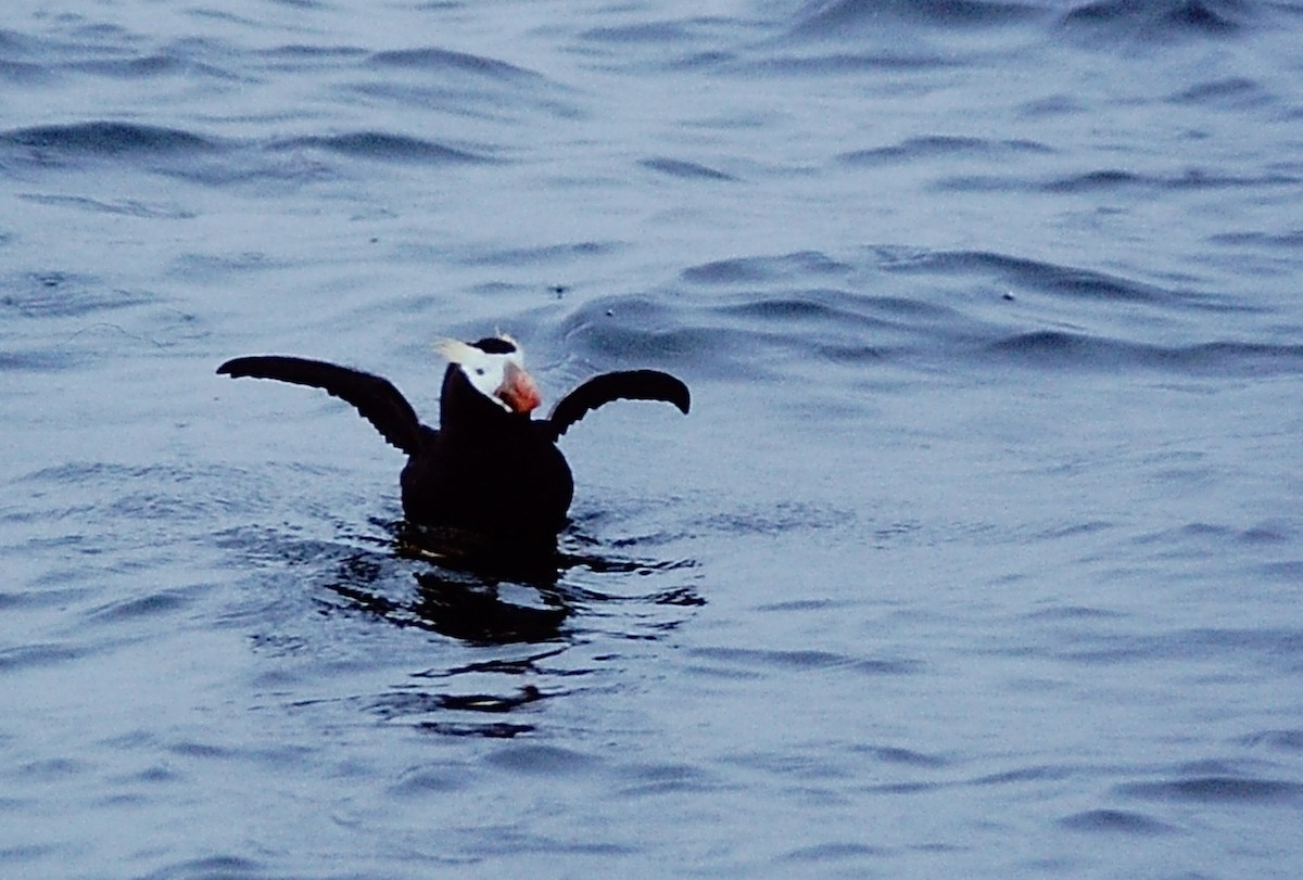 Tufted Puffin - Jamie Simmons