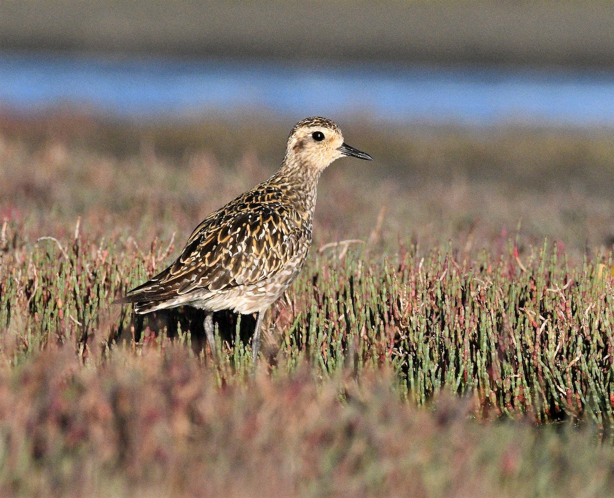Pacific Golden-Plover - Michael Daley