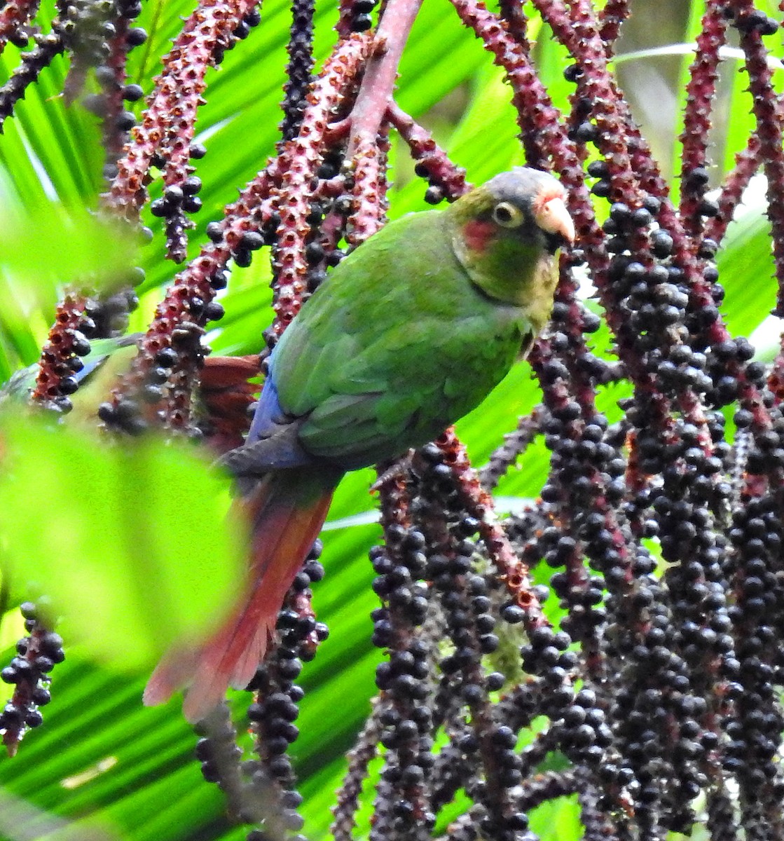 Red-eared Parakeet - ML276975001