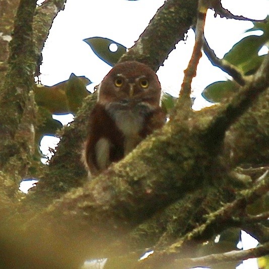 Least Pygmy-Owl - ML276977821
