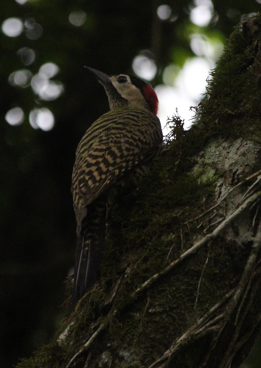Green-barred Woodpecker - Rodrigo Ferraz