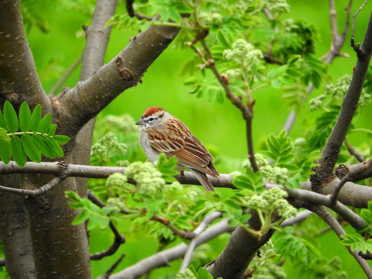 Chipping Sparrow - Mick ZERR