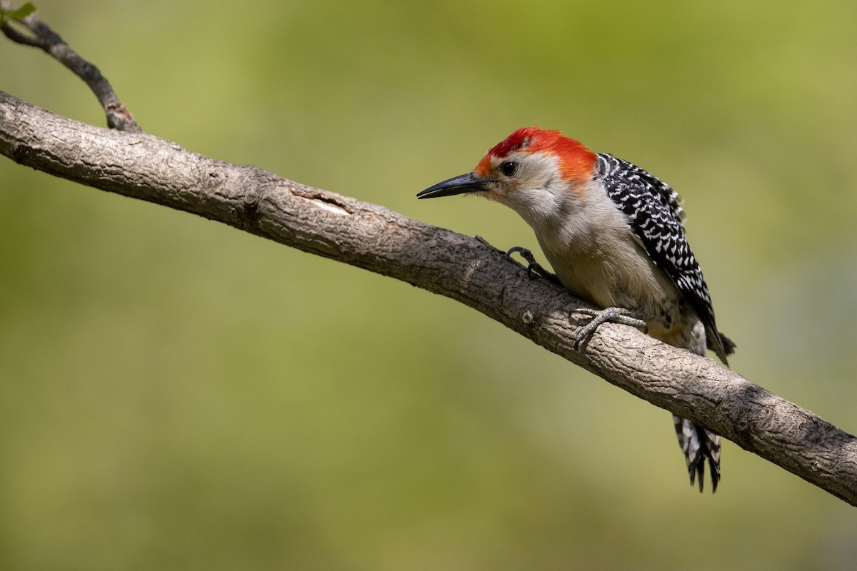 Red-bellied Woodpecker - ML276981231