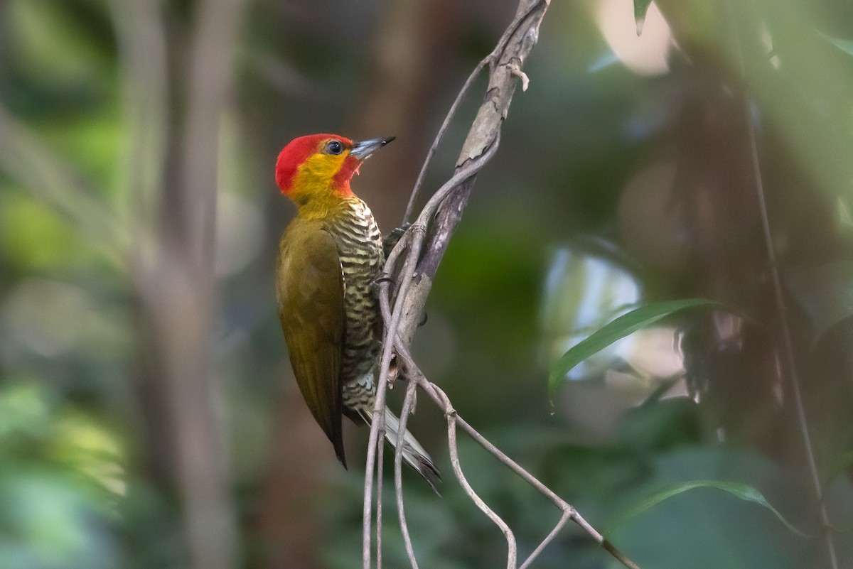 Yellow-throated Woodpecker - ML276986311
