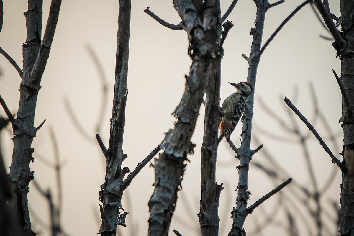 Freckle-breasted Woodpecker - ML276989671