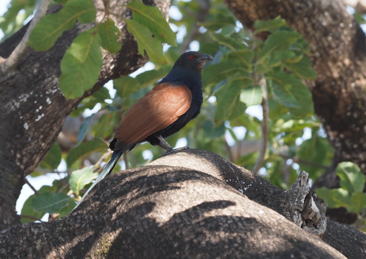 Greater Coucal - ML276990151