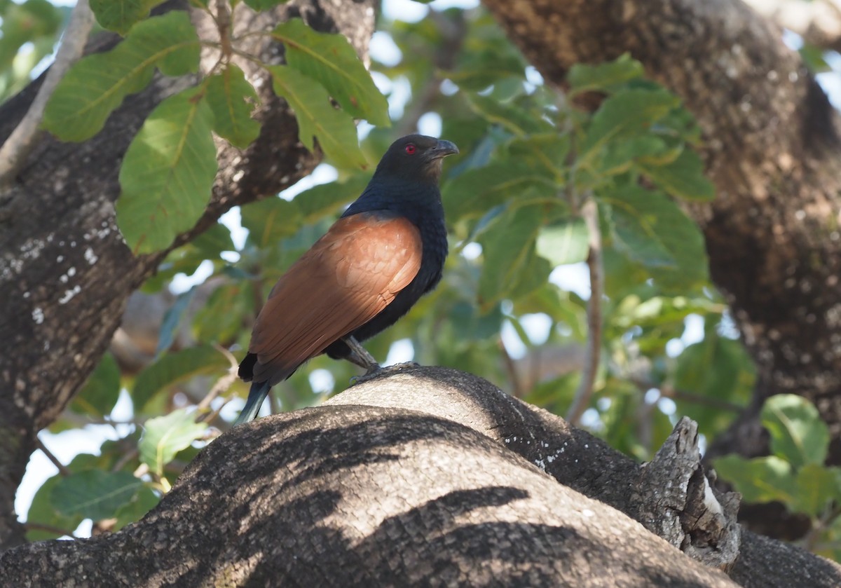 Greater Coucal - ML276990221
