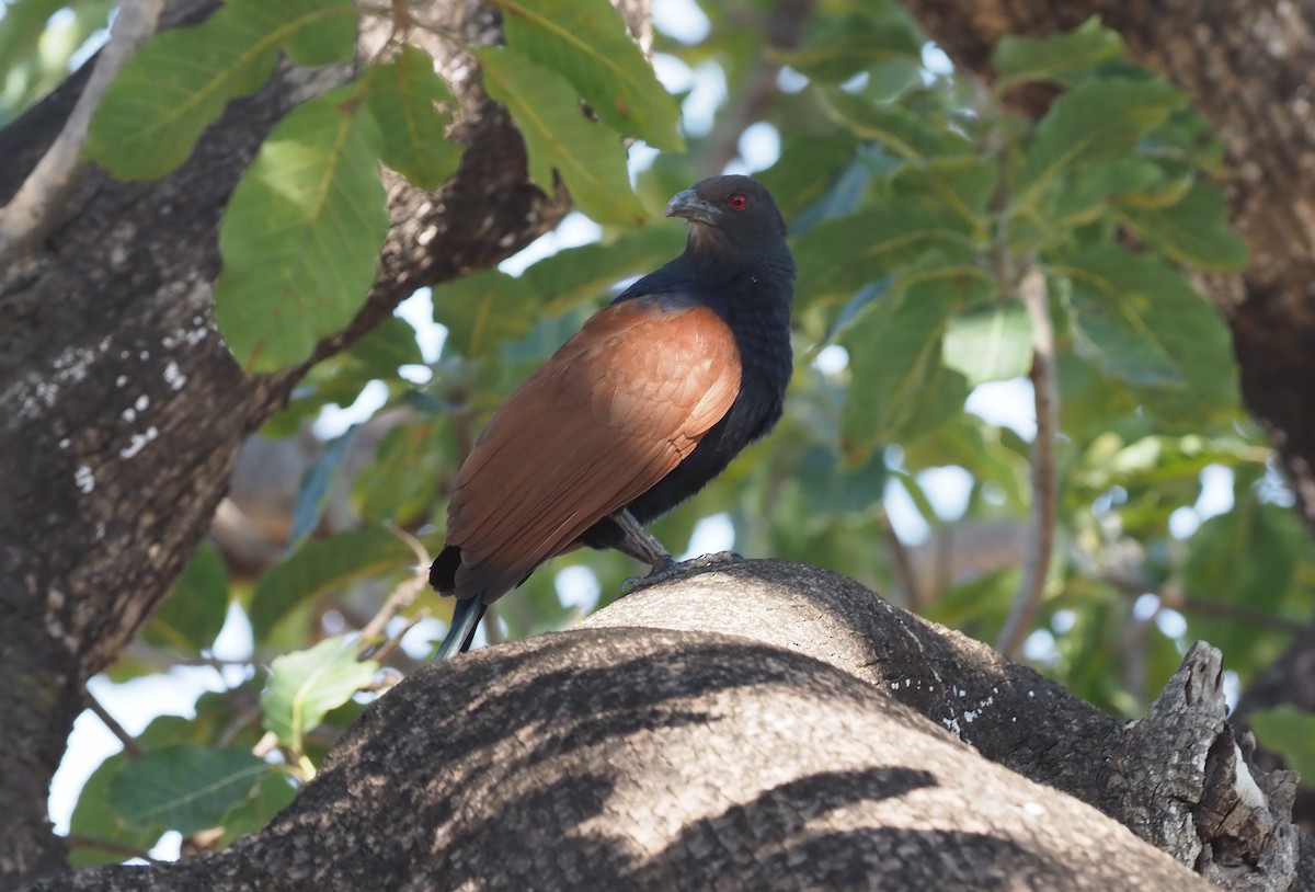 Greater Coucal - ML276990271