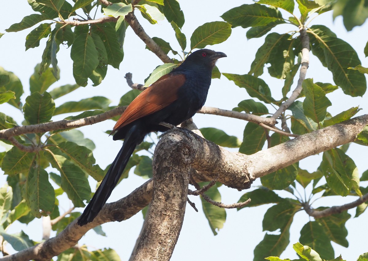 Greater Coucal - ML276990321