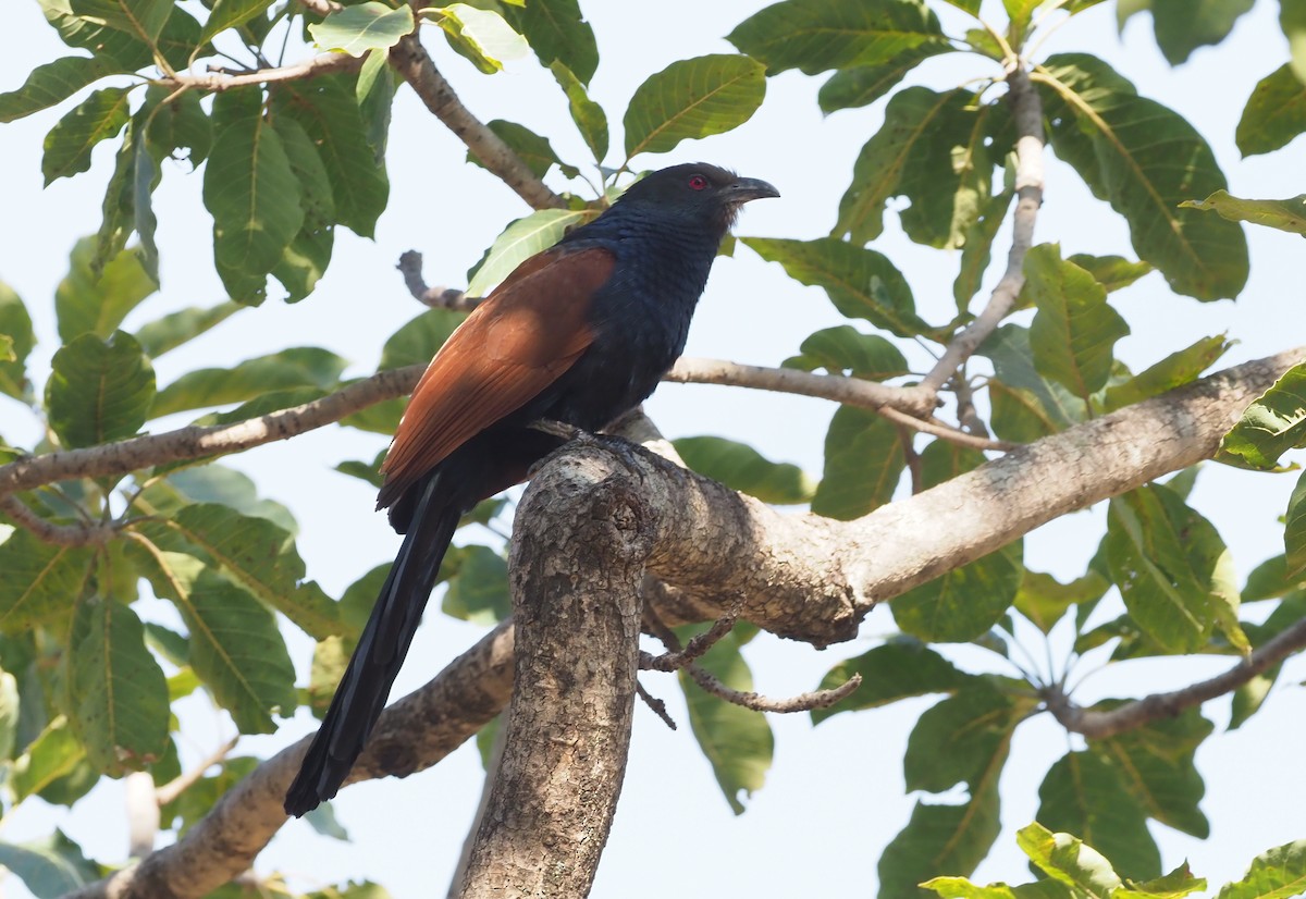 Greater Coucal - ML276990351