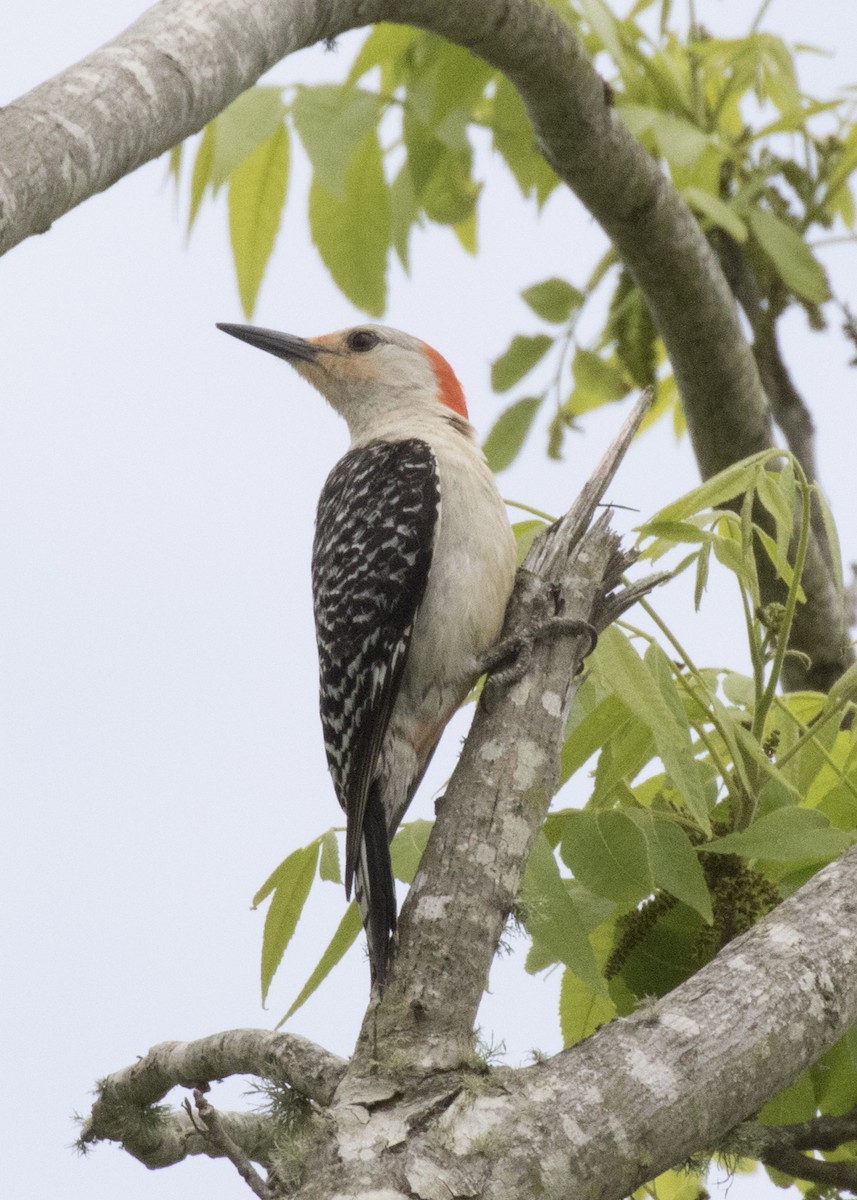 Red-bellied Woodpecker - April Eisele