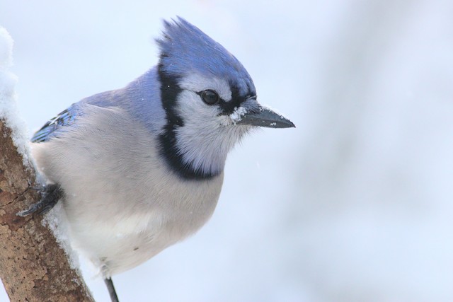 Blue Jay - Vermont eBird