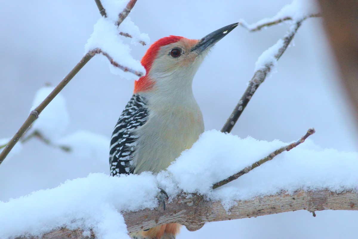 Red-bellied Woodpecker - ML276992391