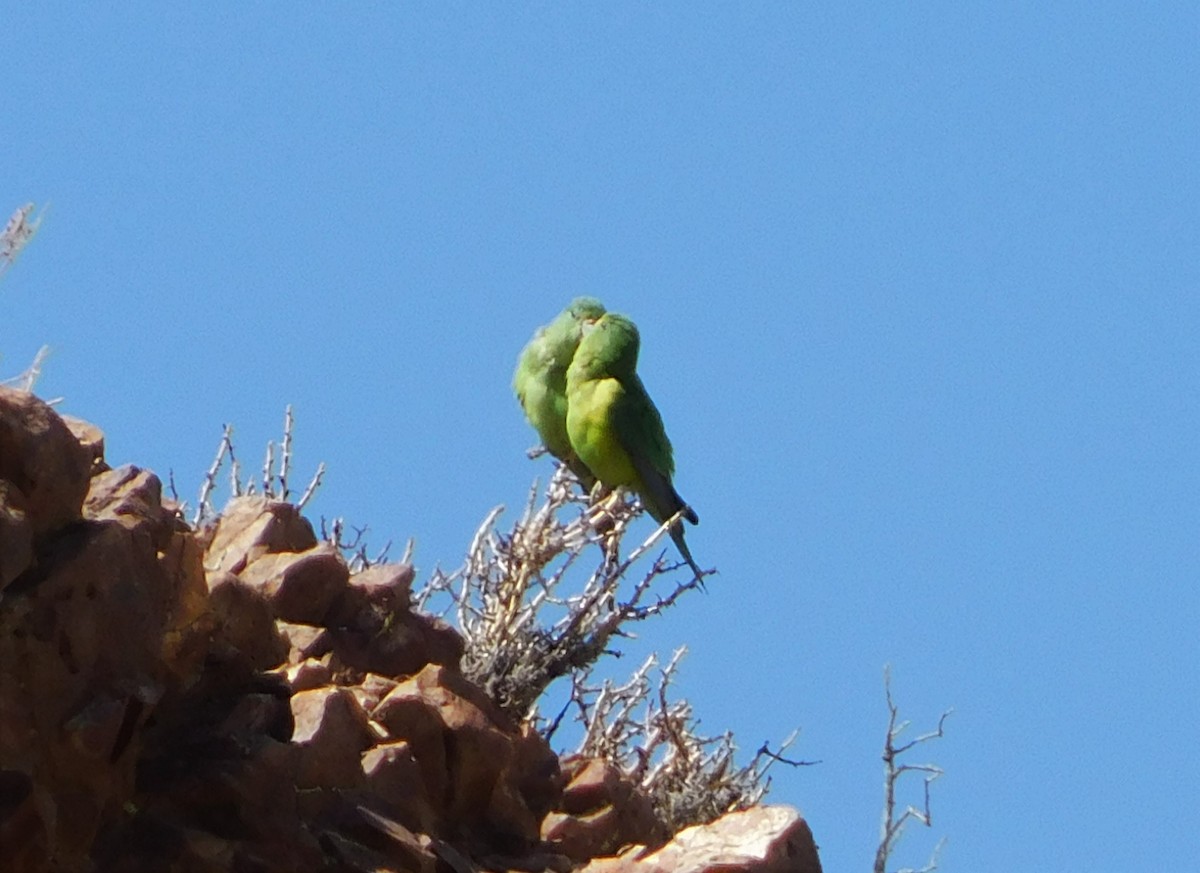 Mountain Parakeet - Nicolás Bejarano