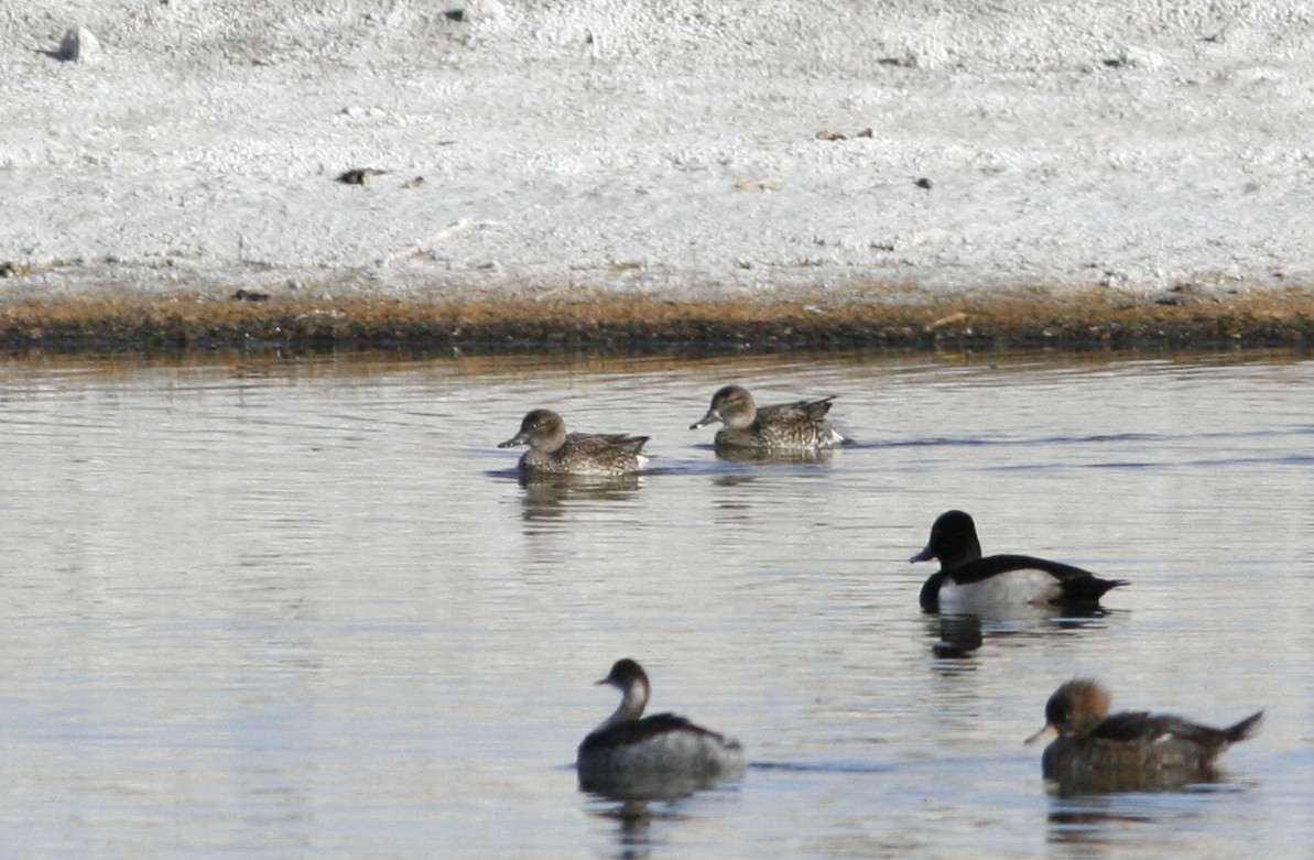 Green-winged Teal - ML276992871