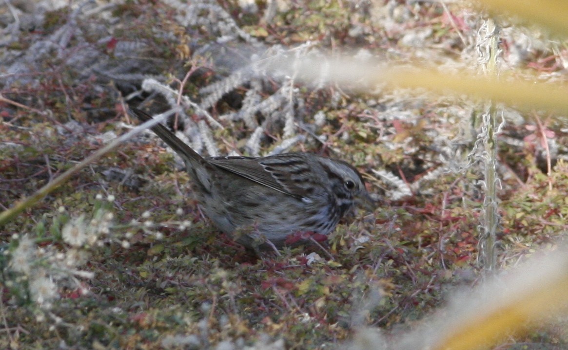 Song Sparrow (montana/merrilli) - ML276992991