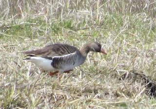 Greater White-fronted Goose, ML27699301