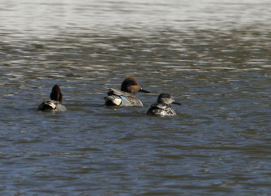 Green-winged Teal - ML276993151
