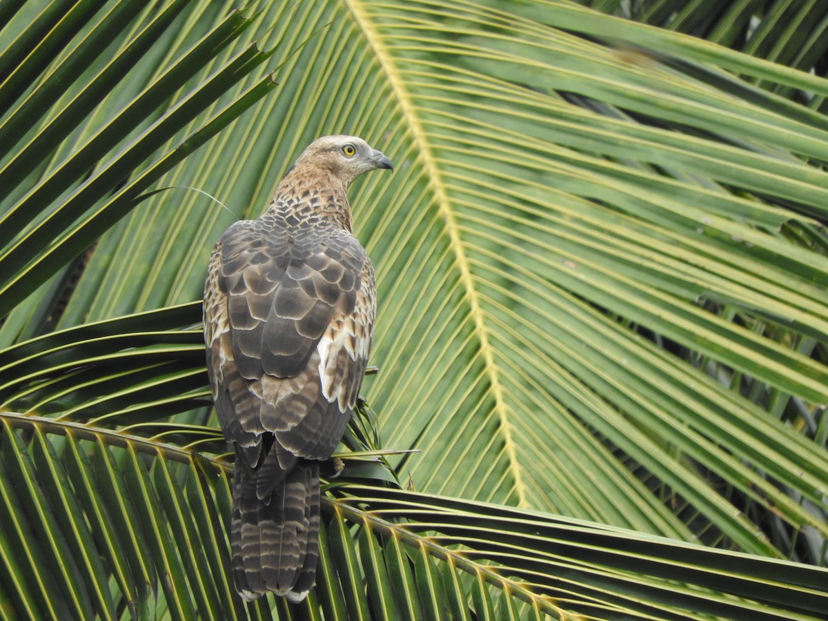 Oriental Honey-buzzard - Amara Bharathy
