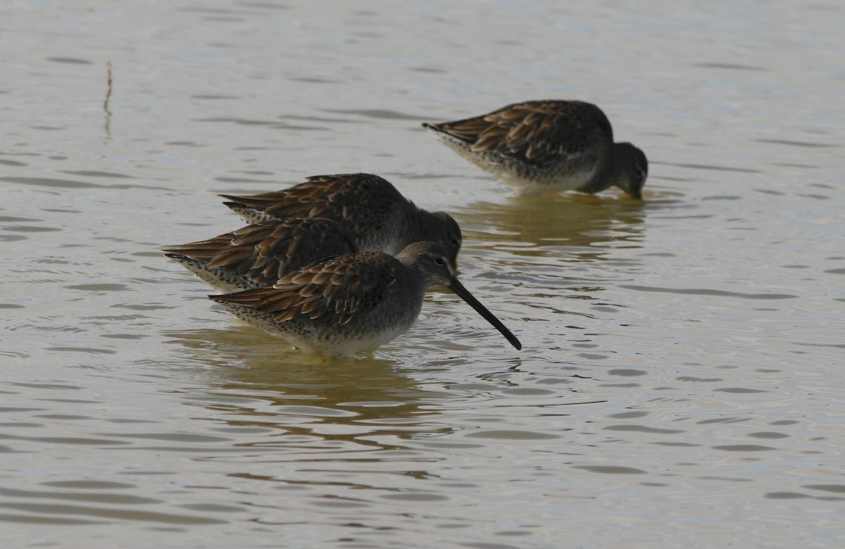 Long-billed Dowitcher - ML276996421