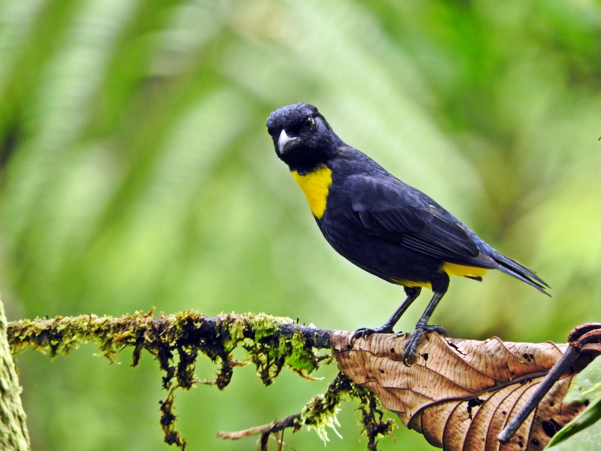 Golden-chested Tanager - ML276998201