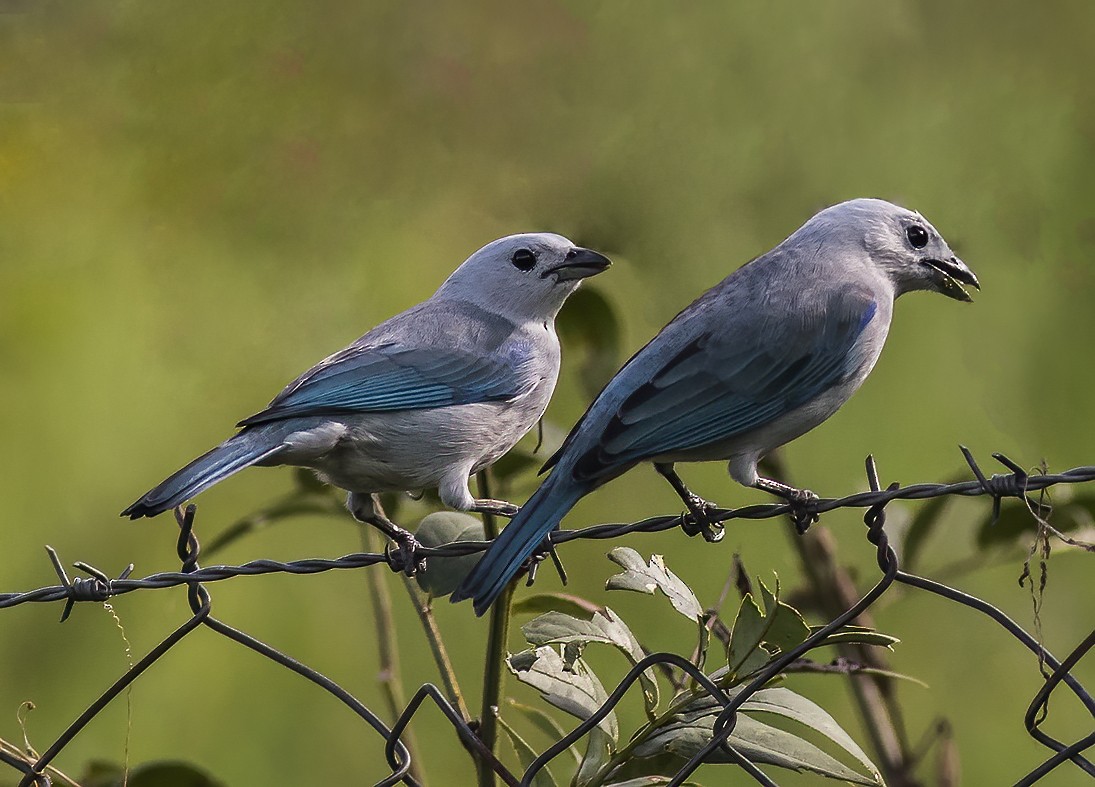 Blue-gray Tanager - ML276999011