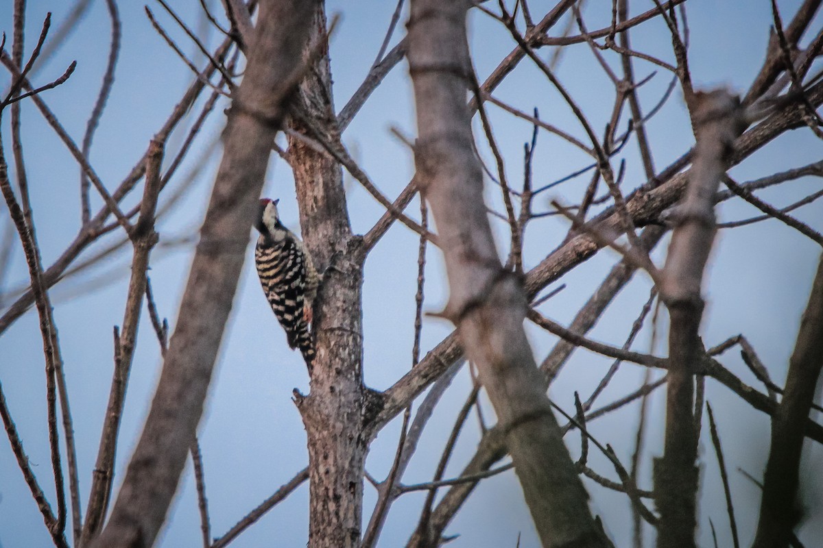 Freckle-breasted Woodpecker - ML277000771