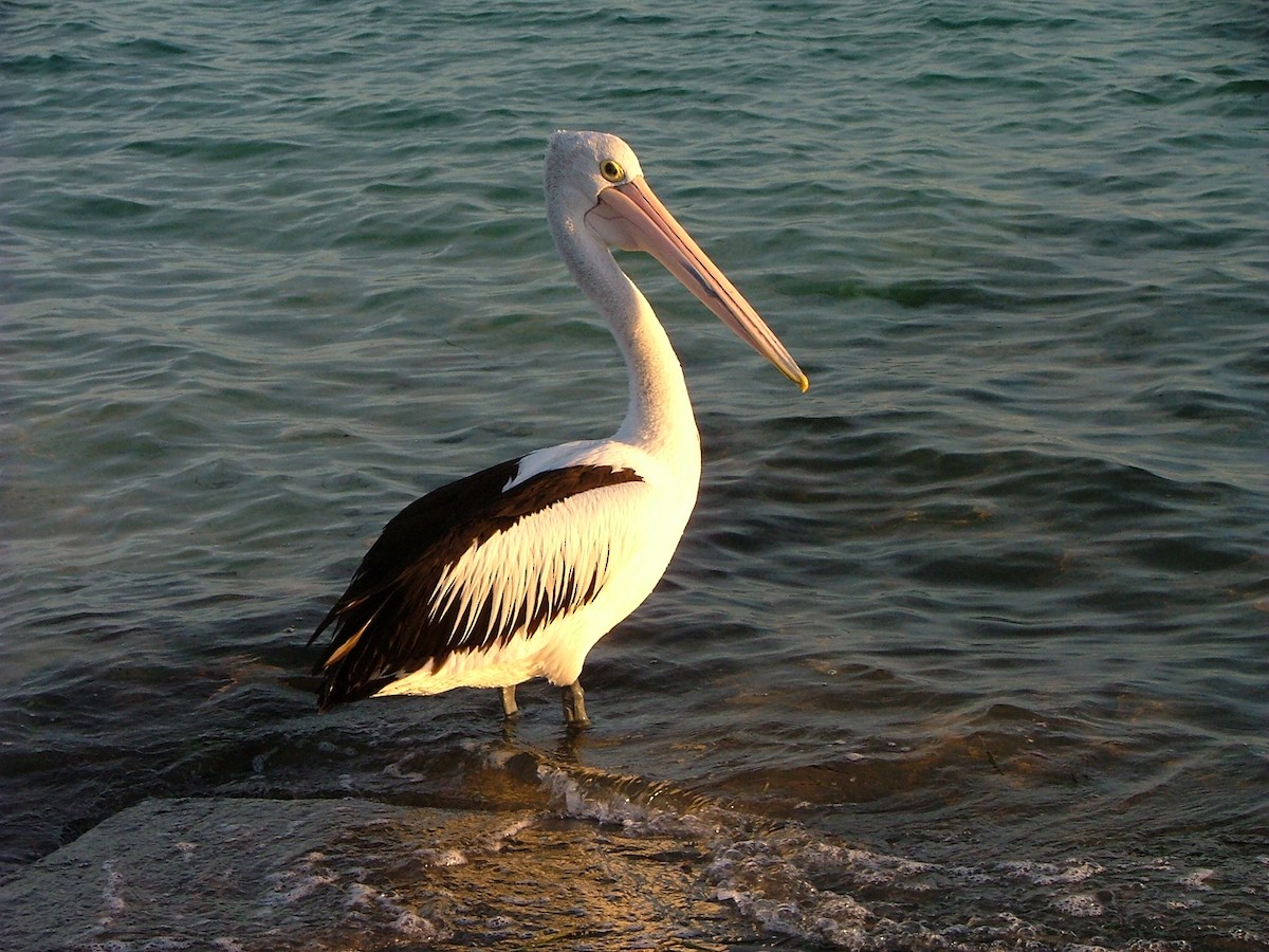 Australian Pelican - Mark Smiles