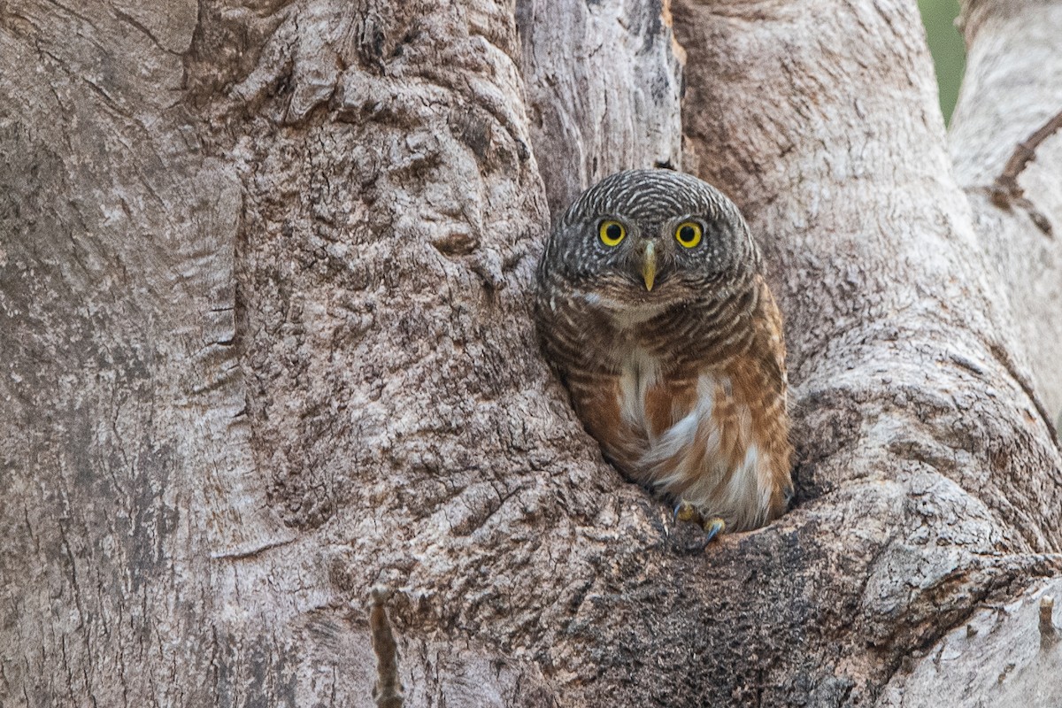 Asian Barred Owlet - Ngoc Sam Thuong Dang