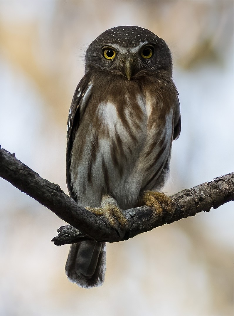 Colima Pygmy-Owl - ML277003951