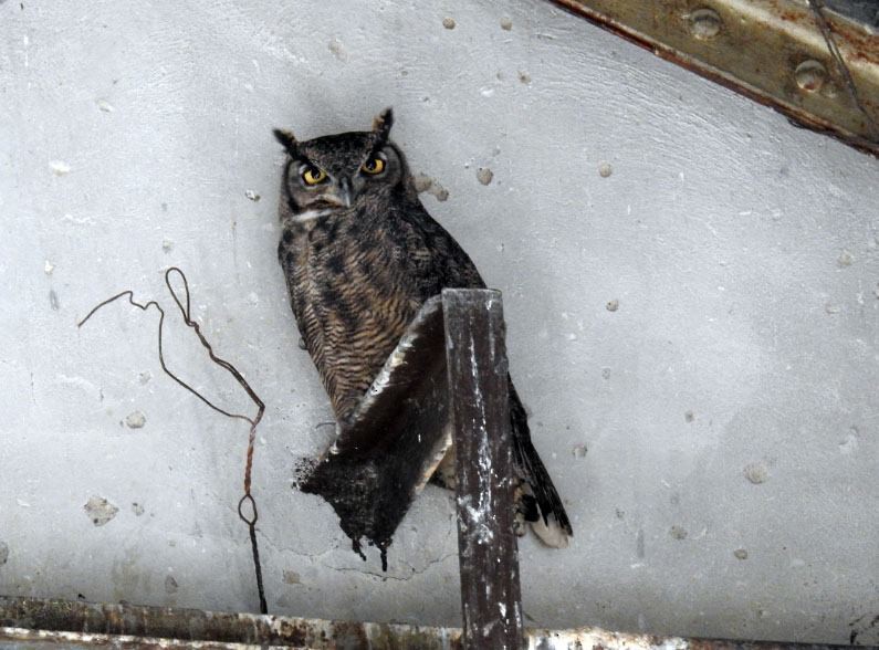 Lesser Horned Owl - ML277006581