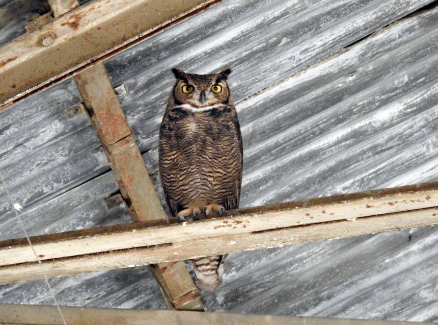 Lesser Horned Owl - ML277006601