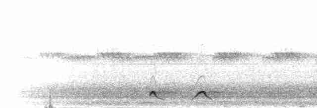 Fleckennachtschwalbe - ML277007