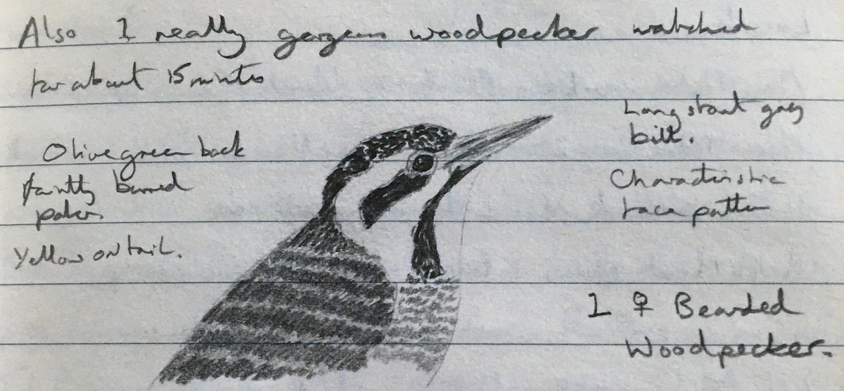 Bearded Woodpecker - Andy Parkes