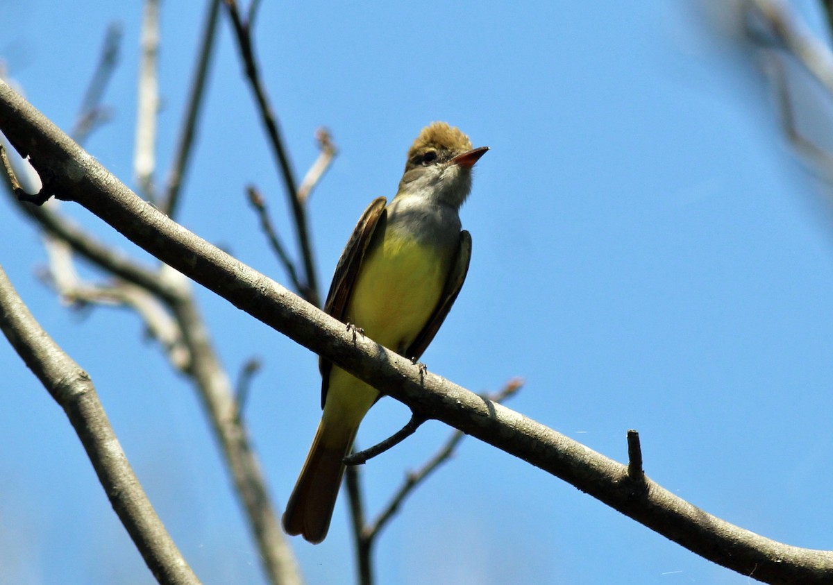 Great Crested Flycatcher - Mary Coker
