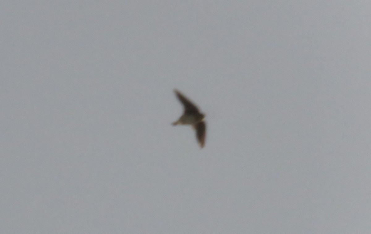 Cave Swallow - ML277011741