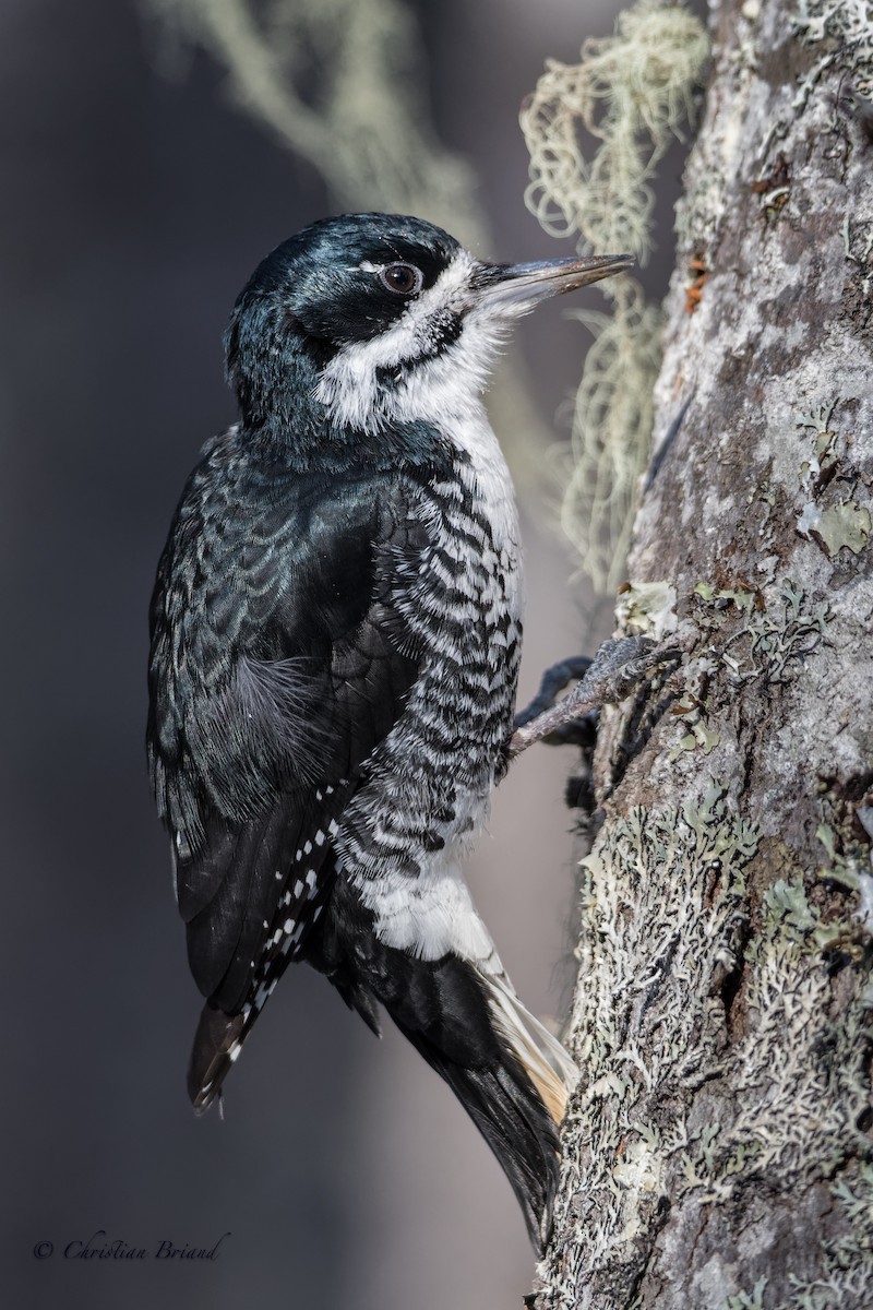 Black-backed Woodpecker - ML277012071