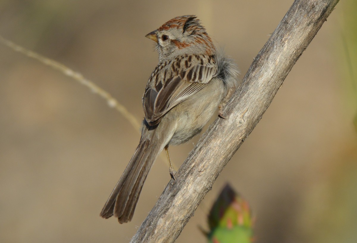 Rufous-winged Sparrow - Chris Rohrer