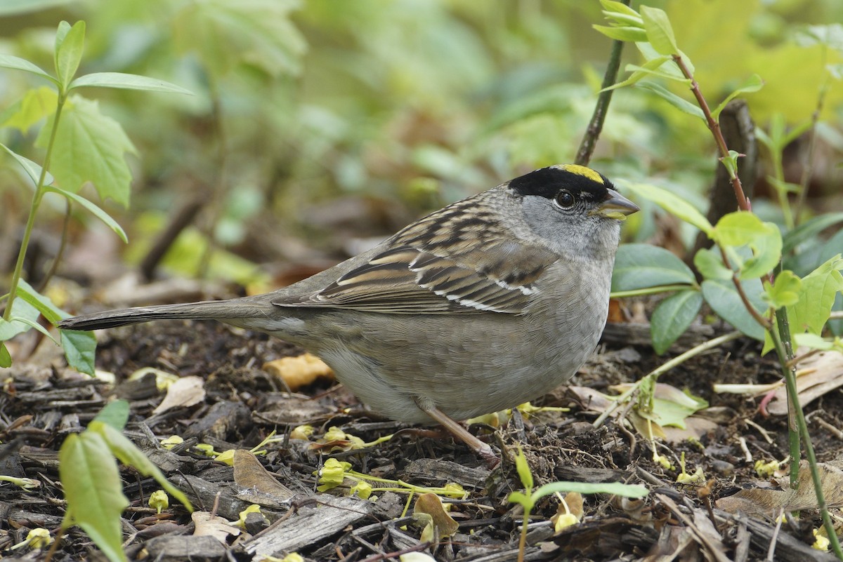 Golden-crowned Sparrow - Benjamin Clock