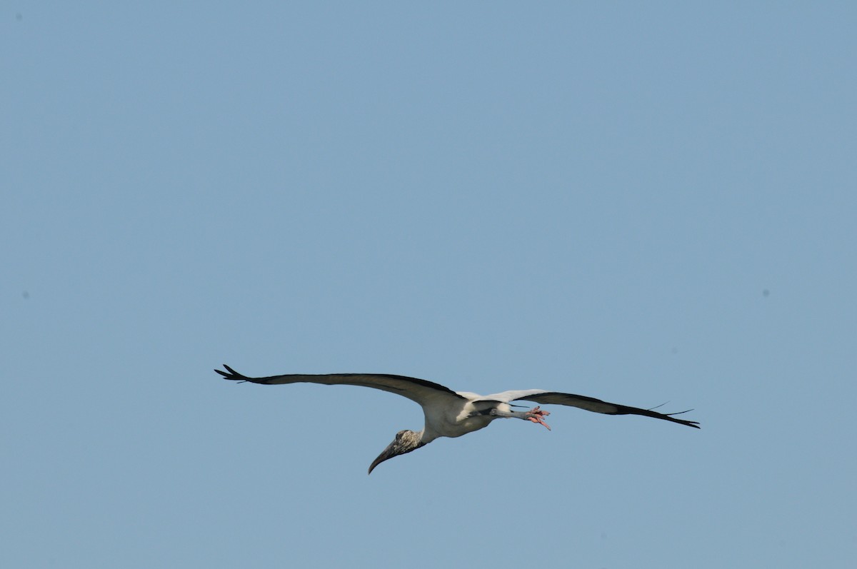 Wood Stork - ML27702011